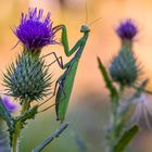 Wiesenschönheit