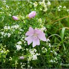 Wiesenschönheit im Feld