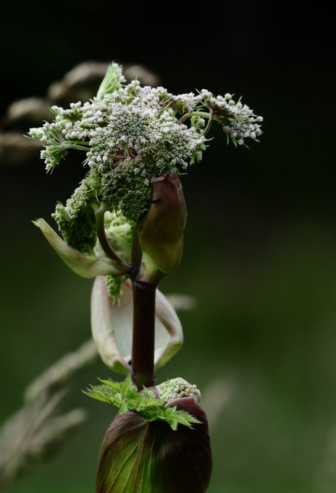 wiesenschönheiten 1