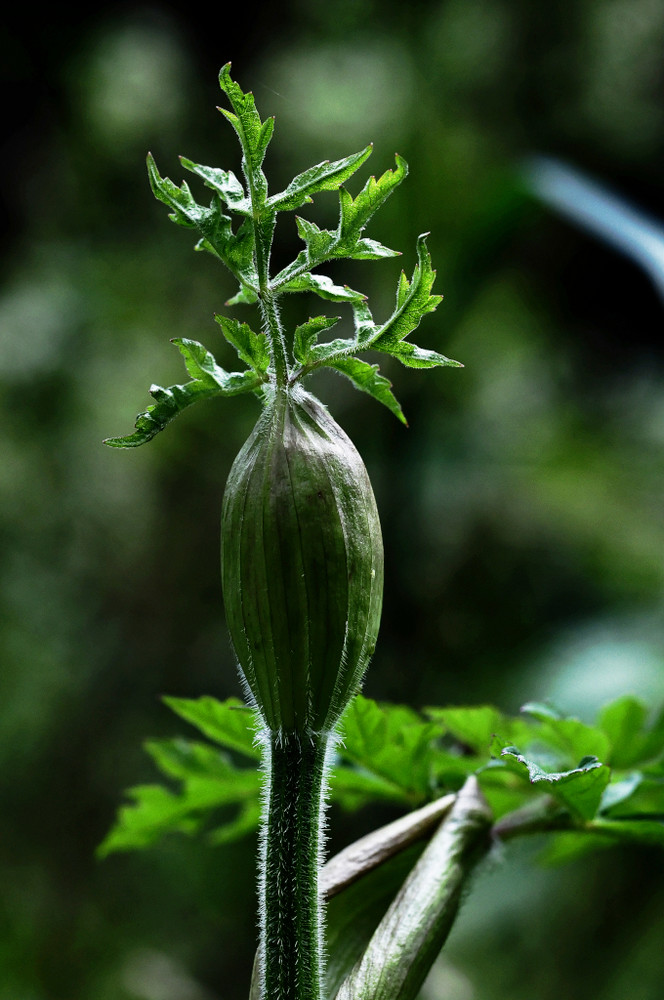 wiesenschönheiten 3