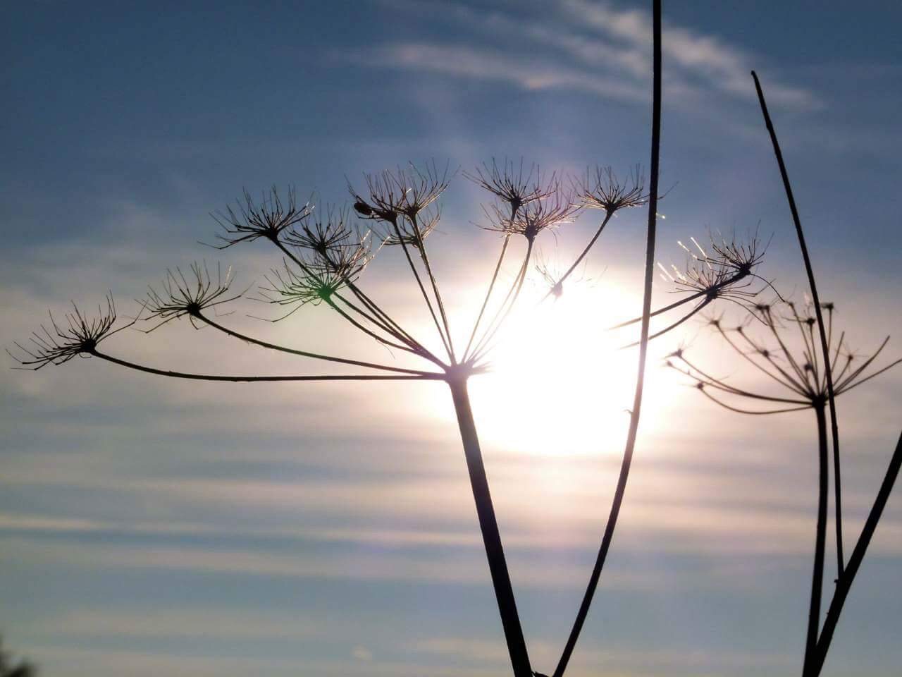 Wiesenschönheiten