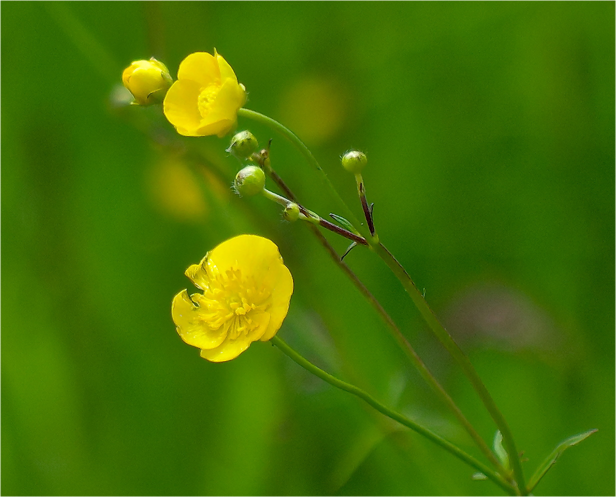 Wiesenschönheiten