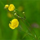 Wiesenschönheiten