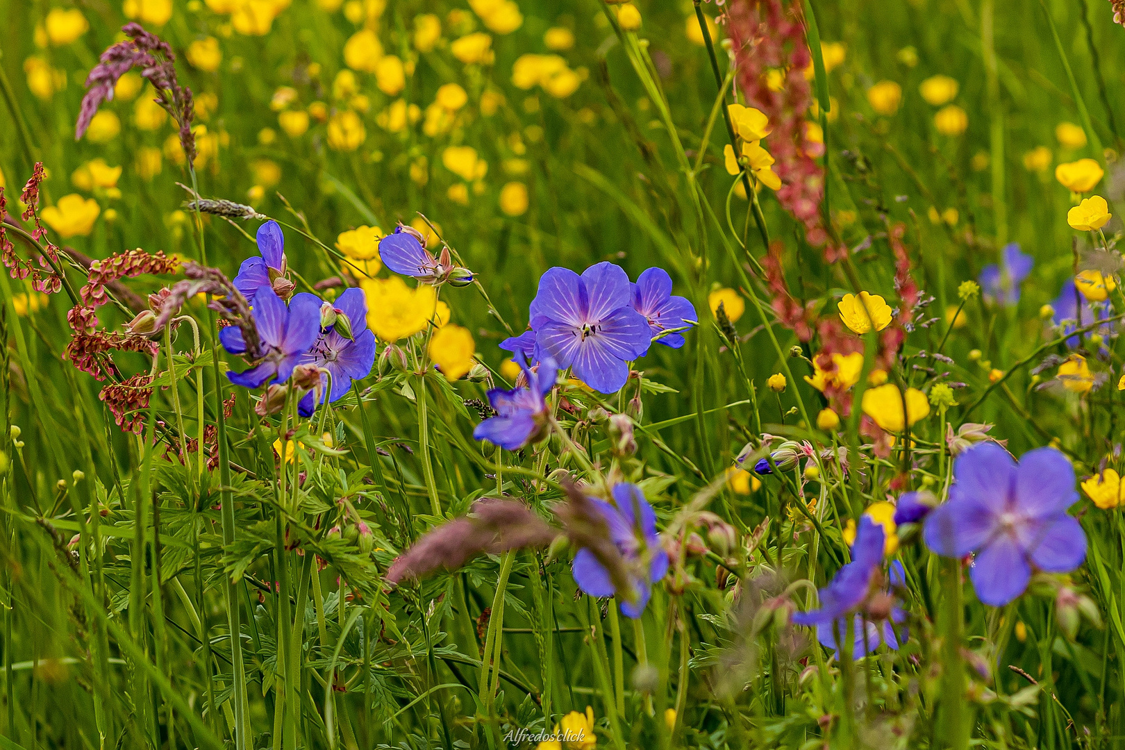 Wiesenschönheiten