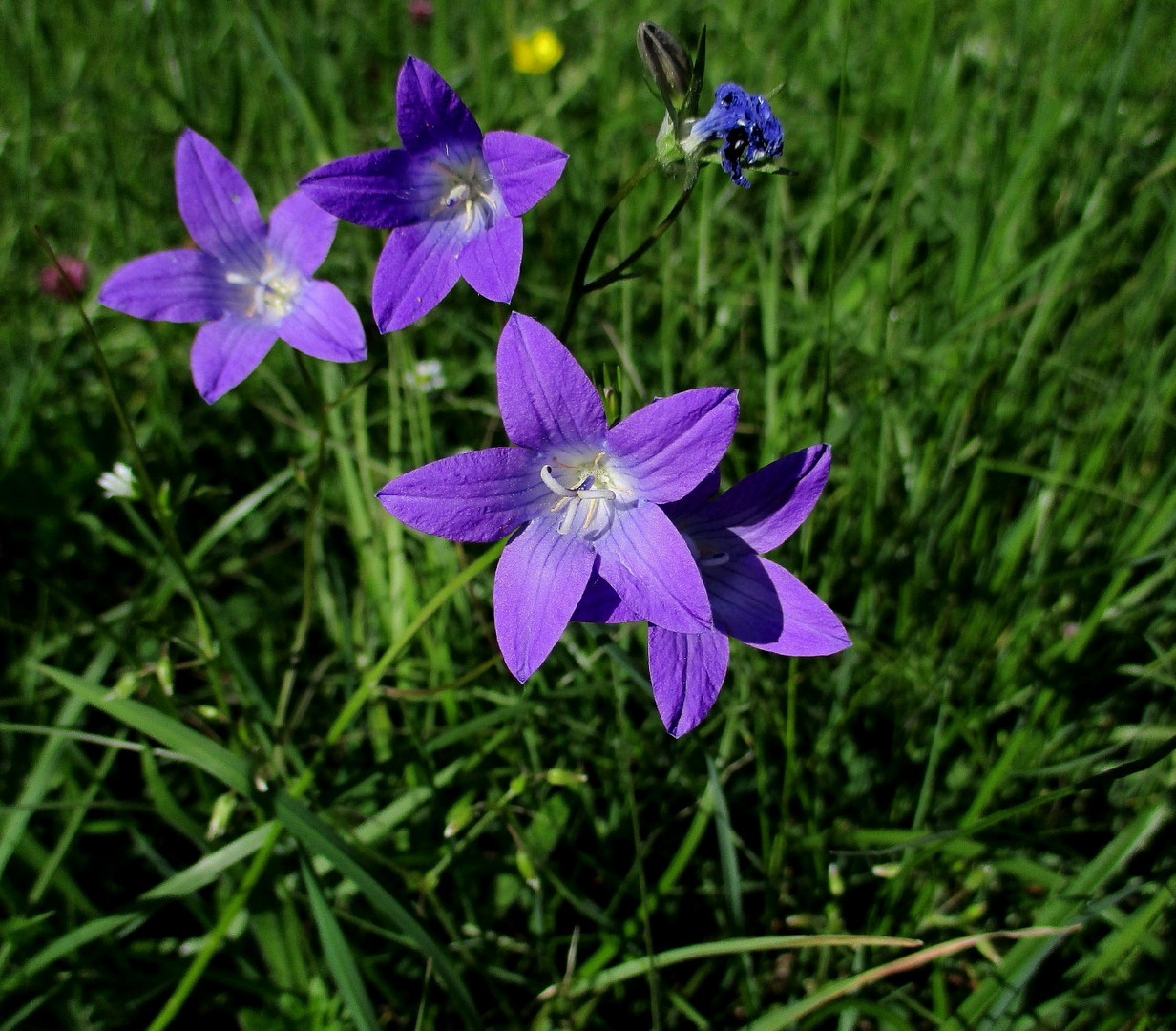 Wiesenschönheiten zum Miwo