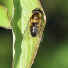 Wiesenschwebfliege