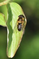 Wiesenschwebfliege