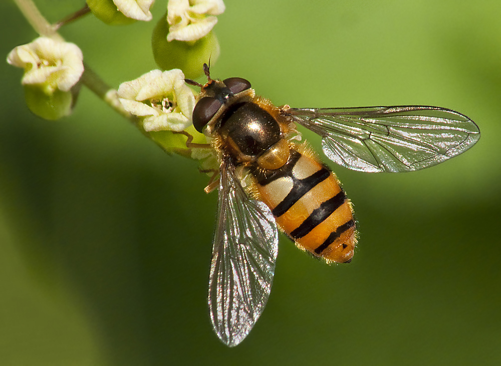 Wiesenschwebfliege