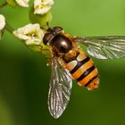 Wiesenschwebfliege