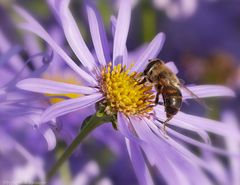 Wiesenschwebfliege....