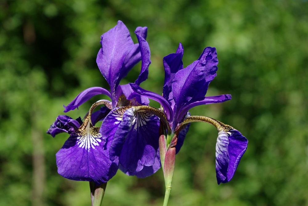 Wiesenschwertlilie