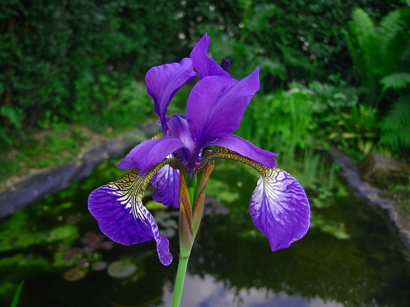 Wiesenschwertlilie (Iris sibirica)