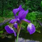 Wiesenschwertlilie (Iris sibirica)