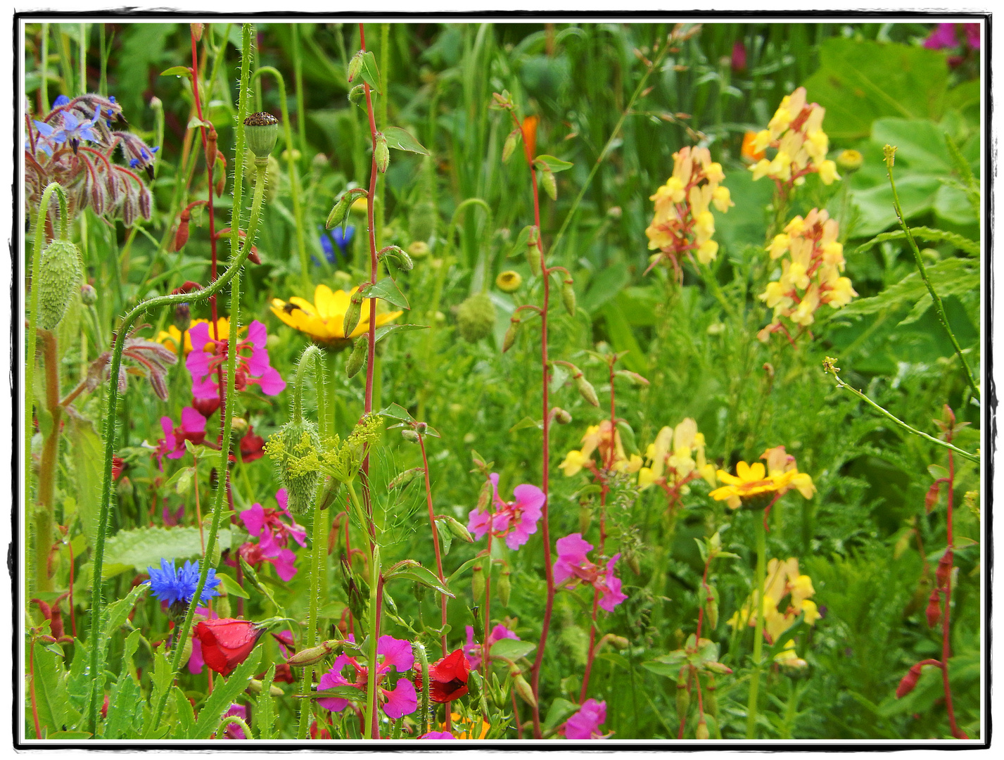 Wiesensommer 2