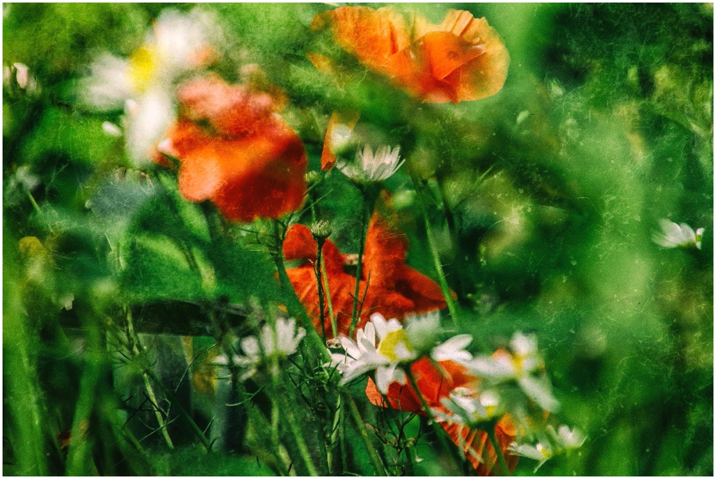 Wiesensommer