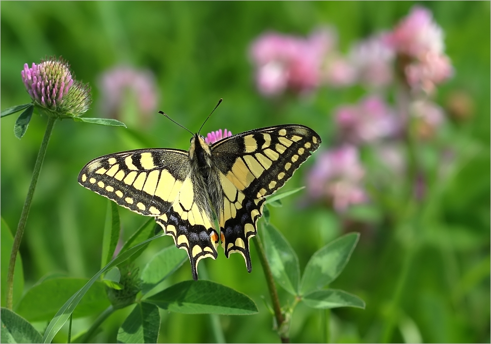 Wiesensommer