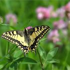 Wiesensommer