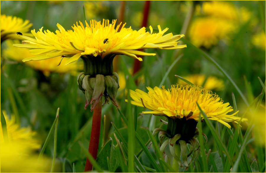 Wiesensonne