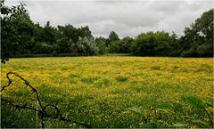 Wiesensonne, streng bewacht