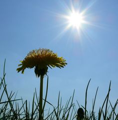 Wiesensonnenschirmchen