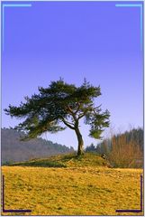 Wiesenspaziergang