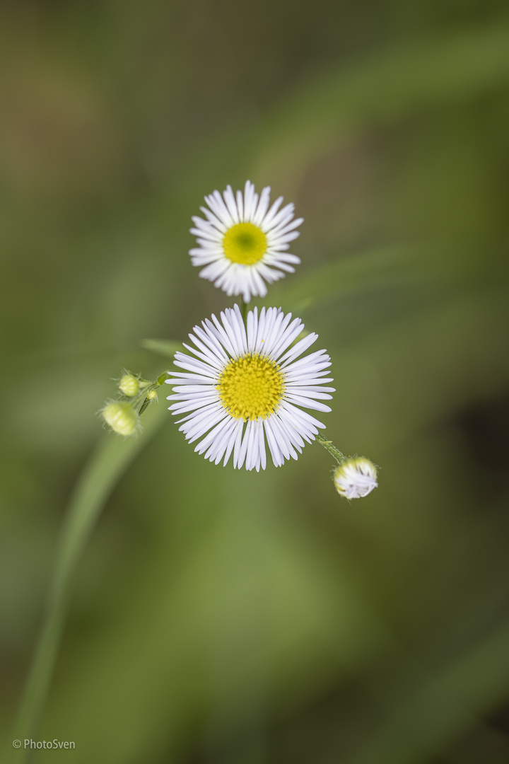 Wiesenspaziergang_003