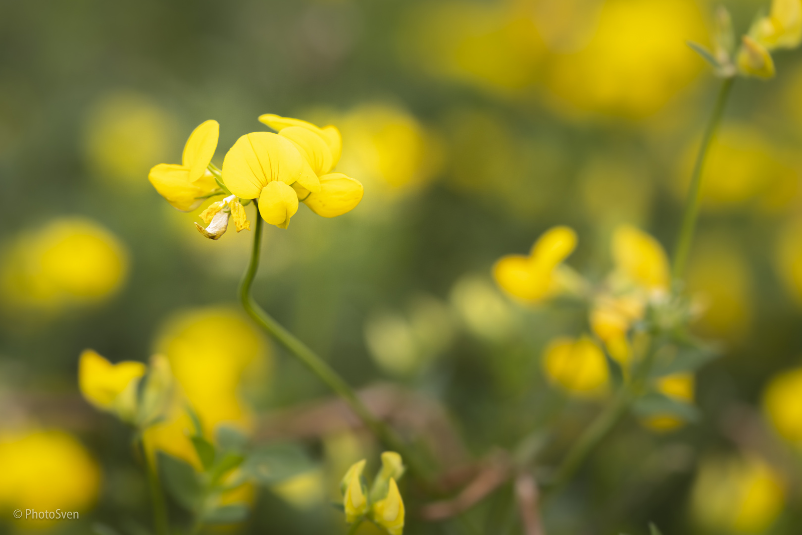 Wiesenspaziergang_004