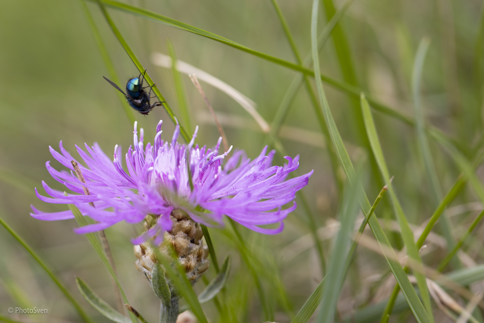 Wiesenspaziergang_005