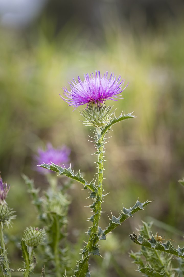 Wiesenspaziergang_006