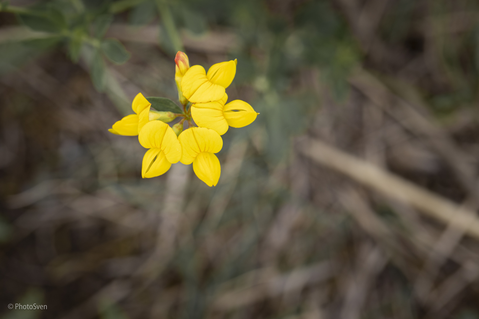 Wiesenspaziergang_007