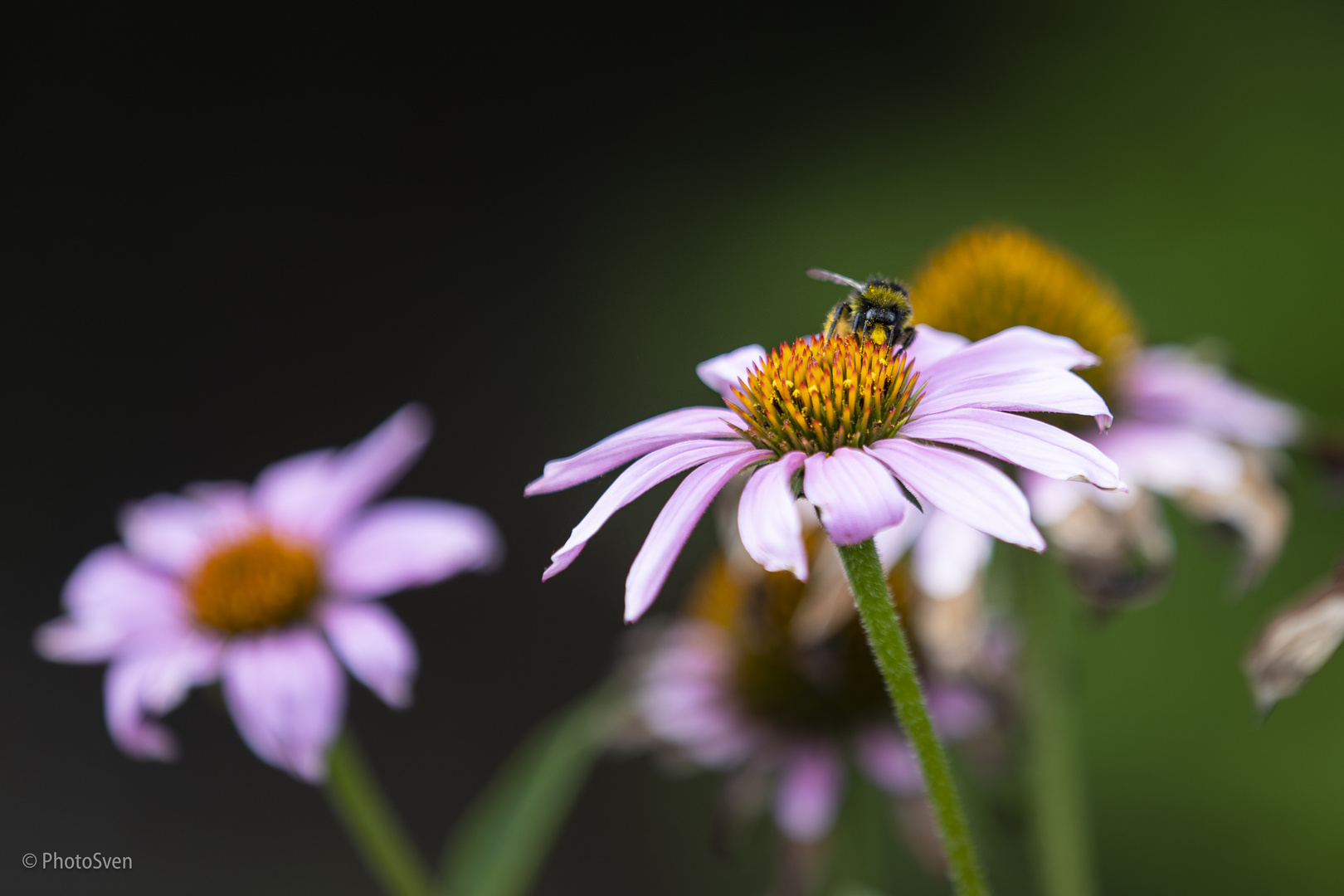 Wiesenspaziergang_009