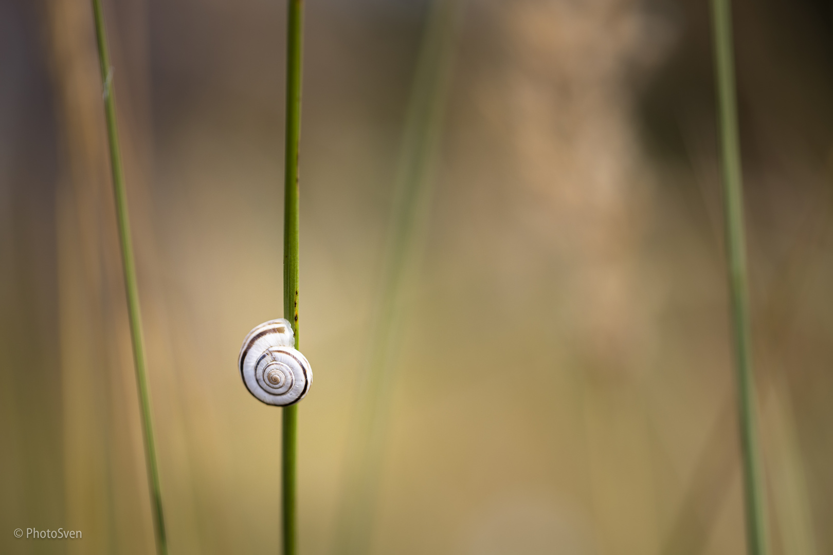 Wiesenspaziergang_011