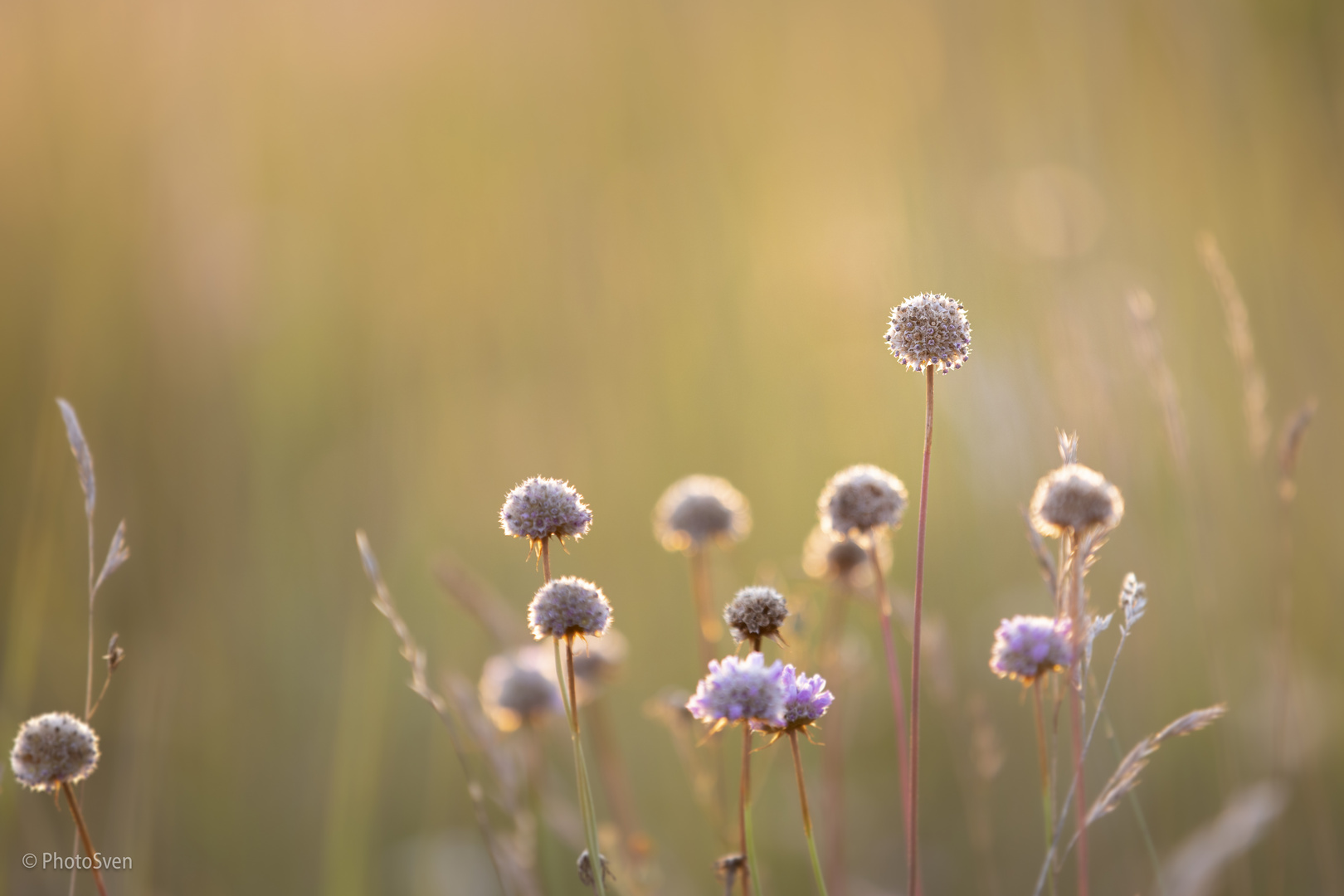 Wiesenspaziergang_013