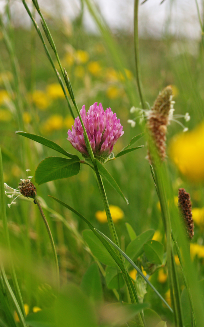 Wiesenspektakel