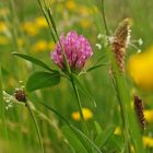 Wiesenspektakel