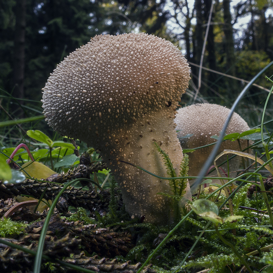 WIESENSTÄUBLING?