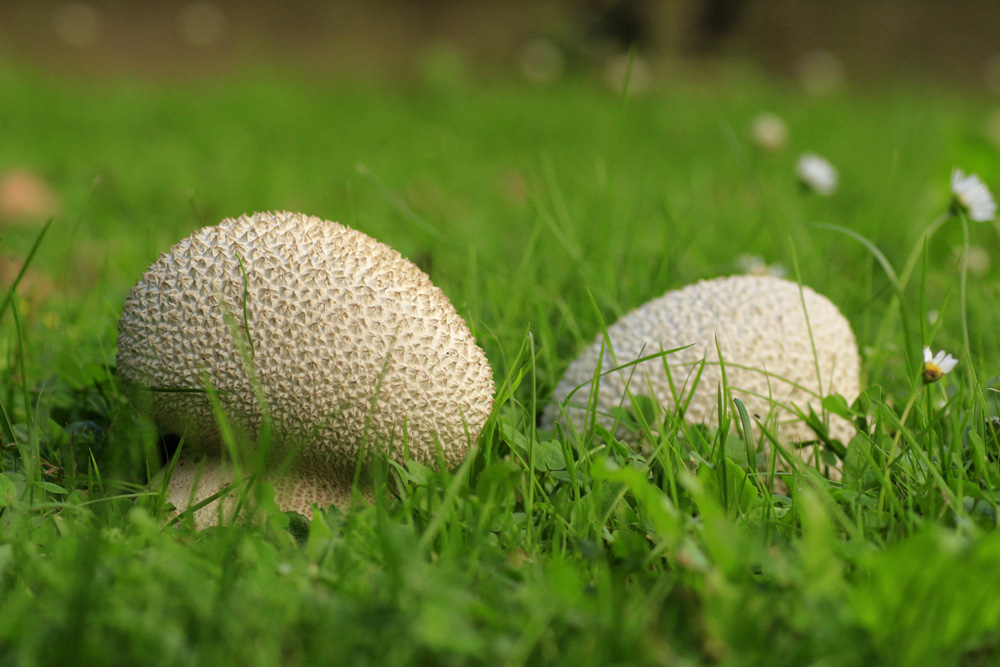 Wiesenstäubling