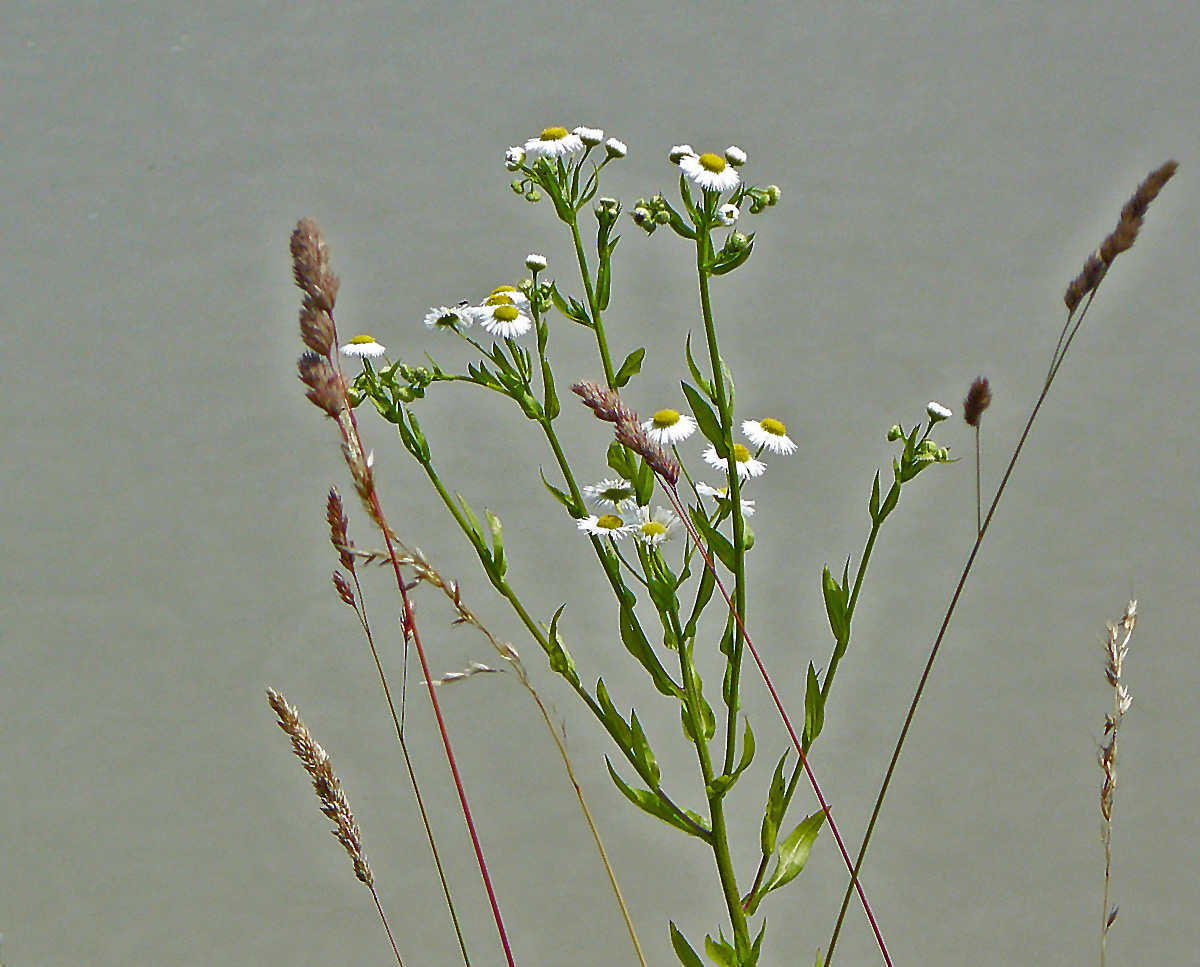 Wiesenstengel