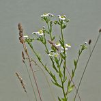 Wiesenstengel