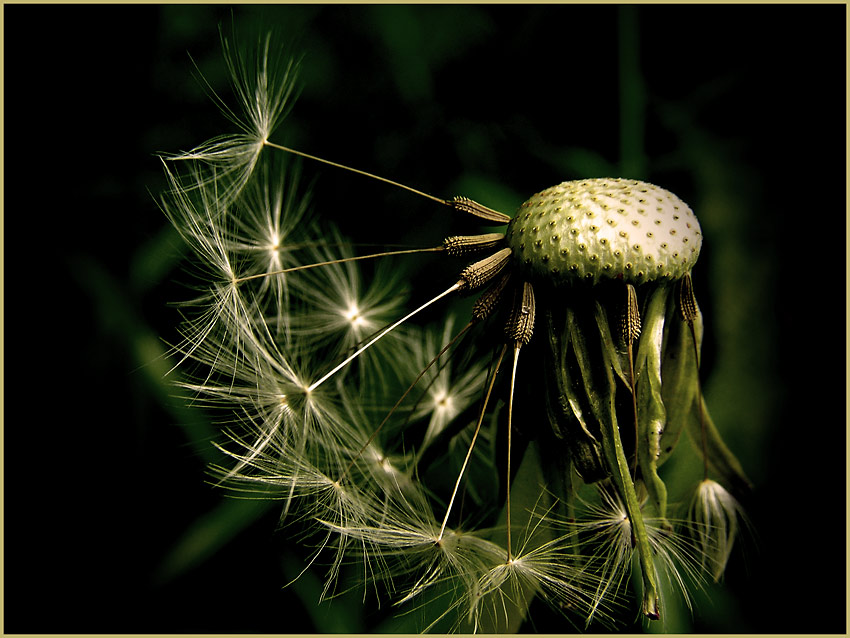 Wiesensternchen