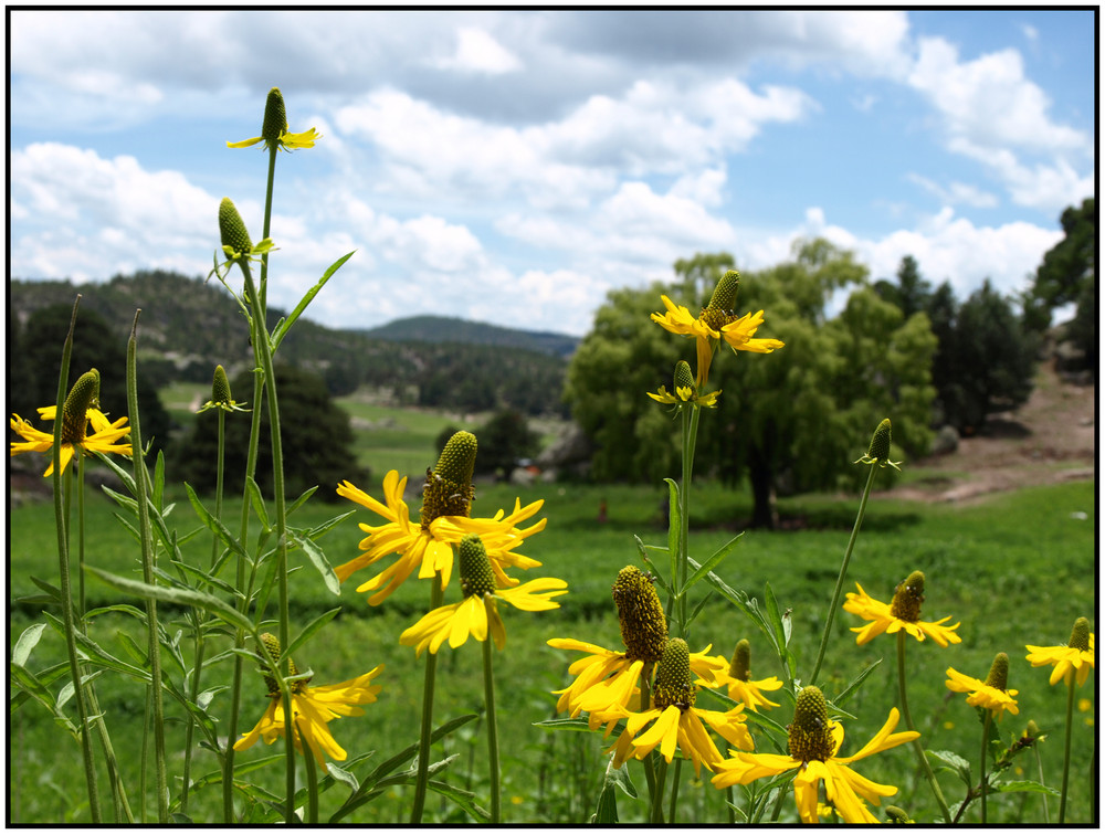 Wiesenstimmung