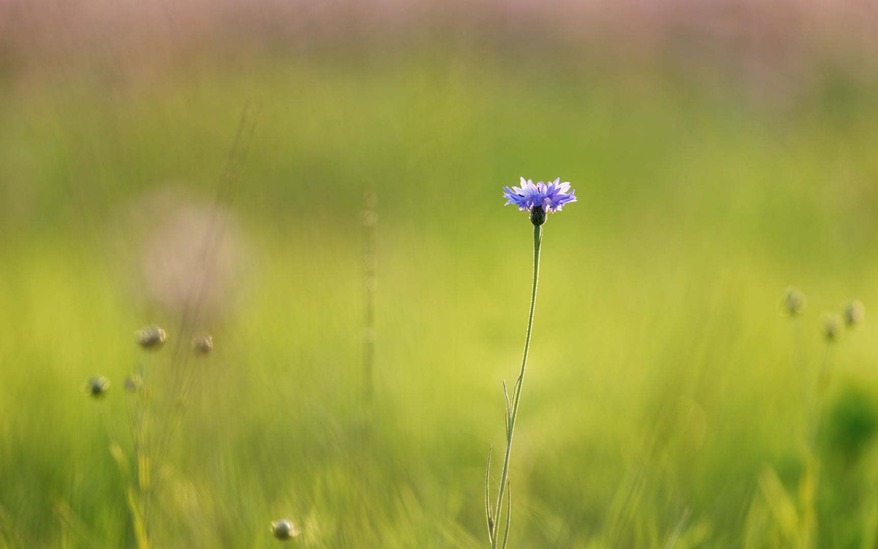 Wiesenstimmung #2