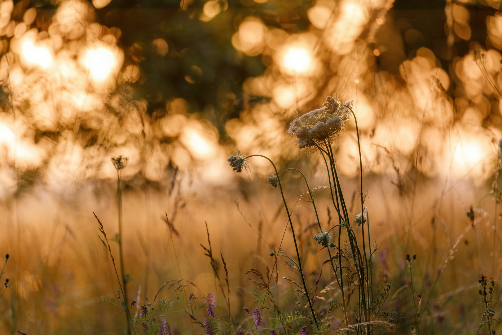 Wiesenstimmung #3