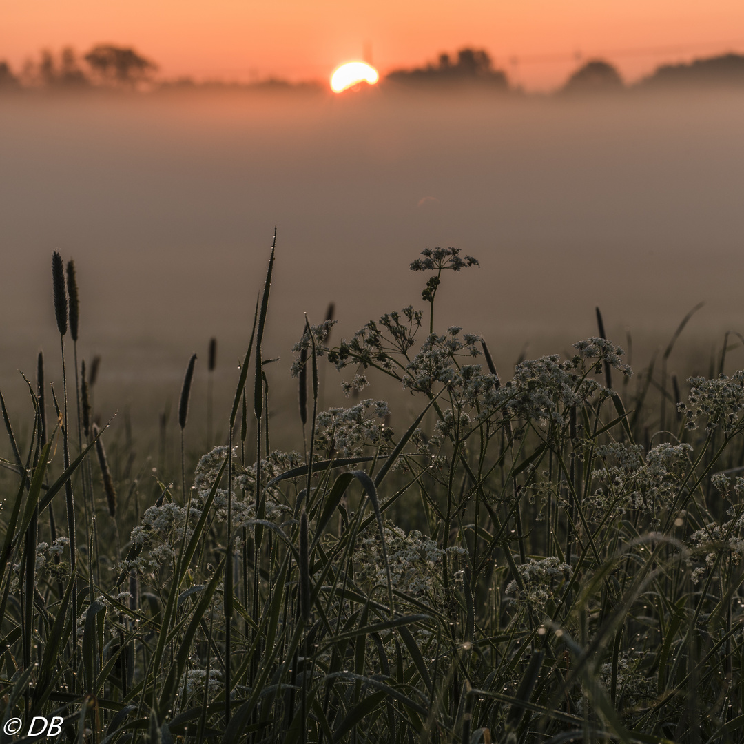 " Wiesenstimmung "