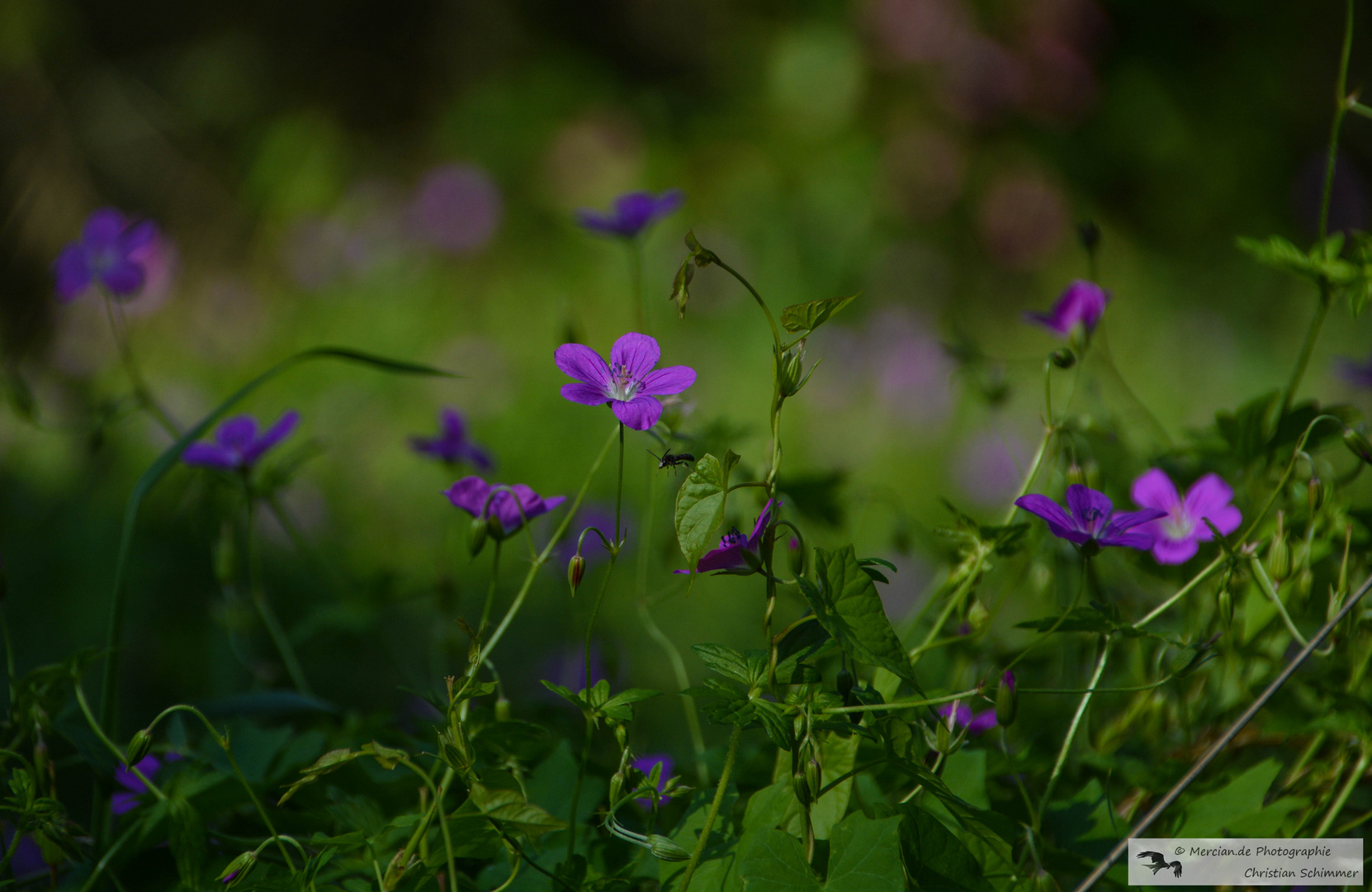 Wiesenstorchenschnabel 2