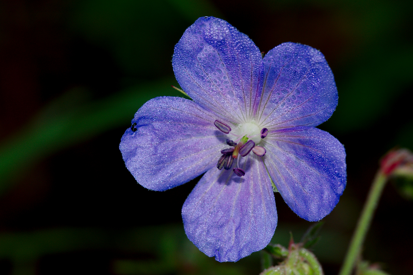 Wiesenstorchenschnabel