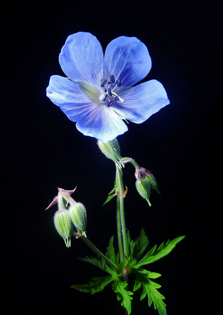 Wiesenstorchenschnabel