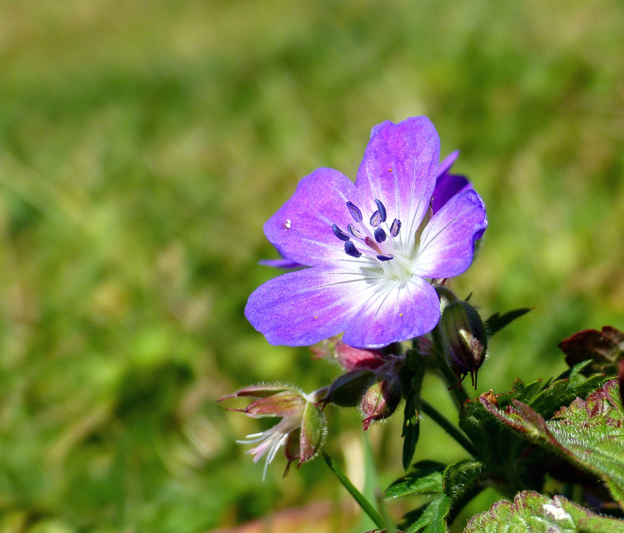 Wiesenstorchenschnabel