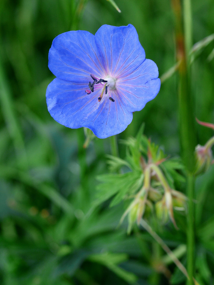 Wiesenstorchenschnabel (Geranium pratense)