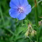 Wiesenstorchenschnabel (Geranium pratense)